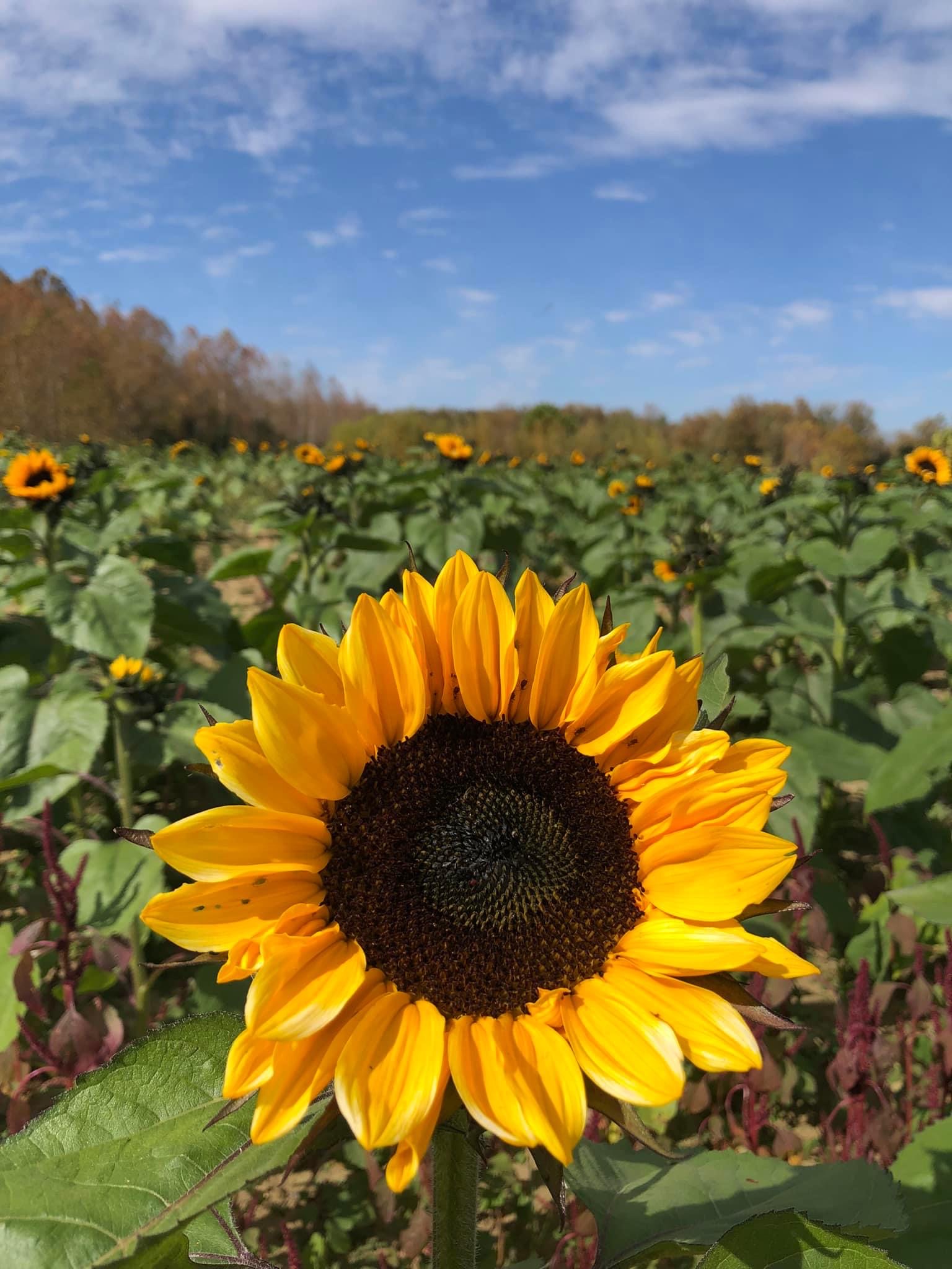 Sunflower